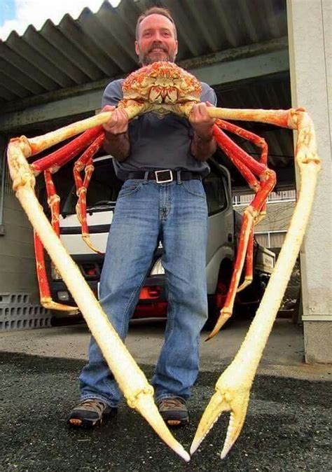 The japanese spider crab is a large catch for any fisherman. Japanese spider crab | Marine Life | Pinterest