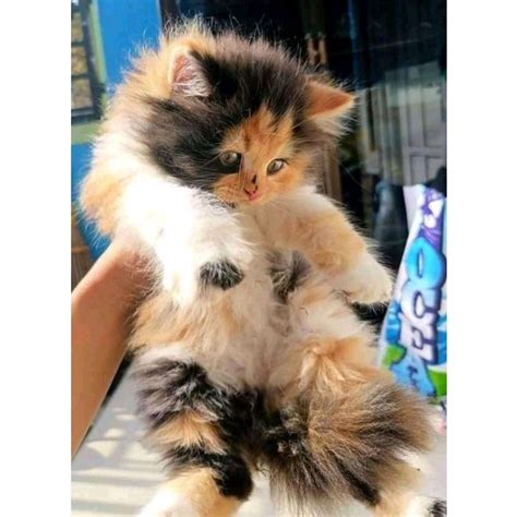 Jual Kucing Kitten Persia Medium Anggora Himalaya Flatnose Peaknose