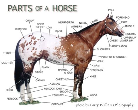 Horse Facts And Equestrian Information