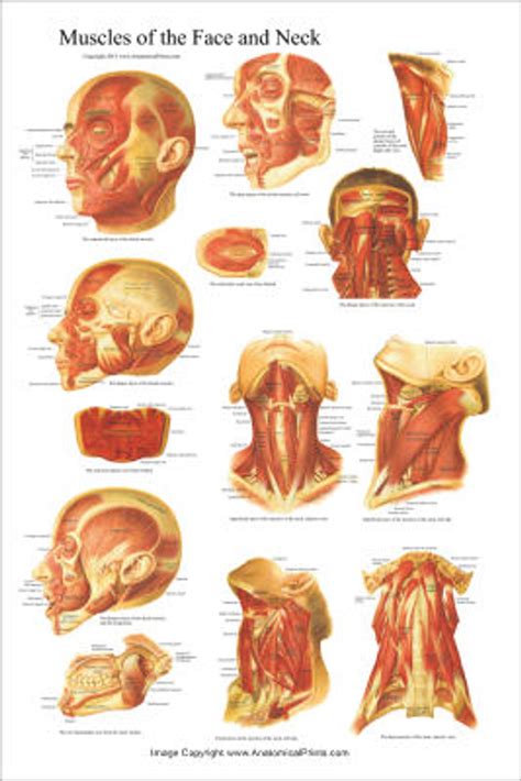 Muscles Of The Head Face And Neck Poster Clinical Charts And Supplies