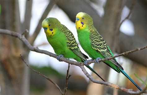 Budgerigar Food And Diet