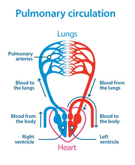 Pulmonary circulation only occurs between the heart and the lungs. What is pulmonary hypertension? | British Lung Foundation