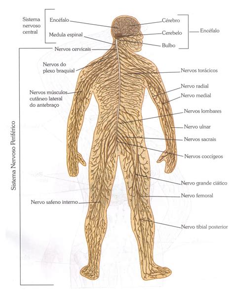 Atividade Sobre O Sistema Nervoso