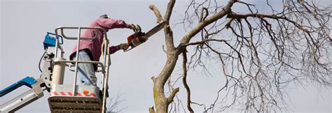 Potential Advantages of Hiring Tree Removal Services – Tree Removal Guide