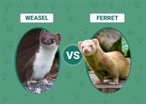 Weasel Vs Ferret Whats The Difference With Pictures Pet Keen