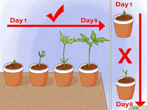 The seeds should be raked smooth into about the top 1 inch of soil, don't just scatter and leave them they will dry out. Sonnenblumen als Topfpflanzen ziehen - wikiHow