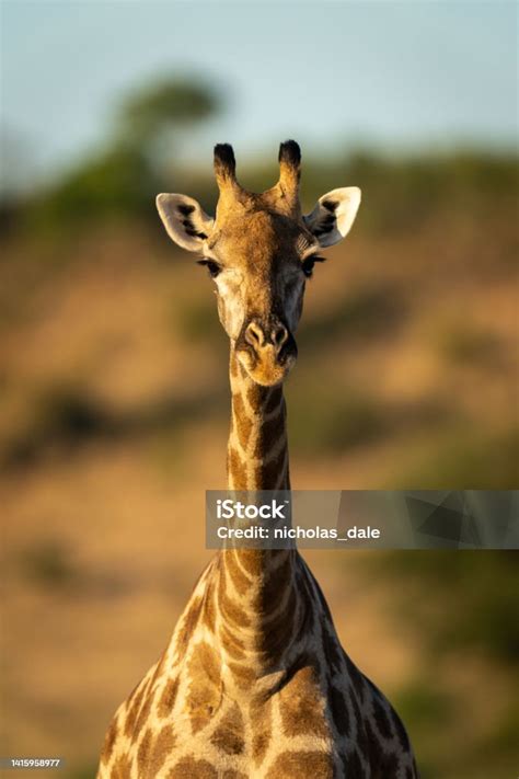 Closeup Of Female Southern Giraffe Looking Ahead Stock Photo Download