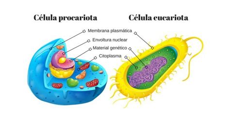 Las diferencias entre célula eucariota y procariota