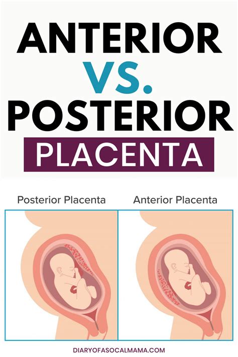 All About The Placenta Everything You Need To Know Artofit