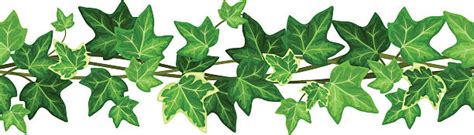 Best Ivy Illustrations Royalty Free Vector Graphics And Clip Art Istock