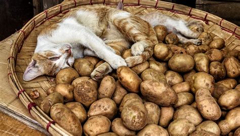 I don't think potatoes can hurt a cat. Can Cats Eat Potatoes? Are Potatoes Safe For Cats? - CatTime