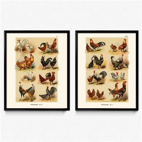 Chickens Hens And Roosters Breeds Vintage Print Set Of 2 Vp1077