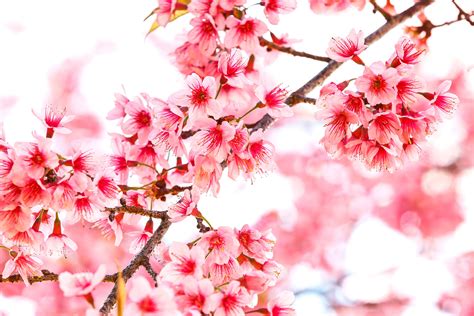 Sakura Flower Wallpapers Top Free Sakura Flower Backgrounds
