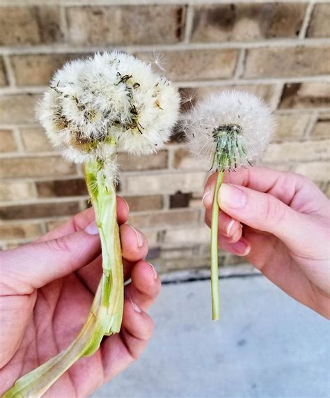 Absolute Unit Of A Dandelion Absoluteunits