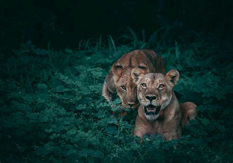 Lions Wildlife 5k Hd Animals 4k Wallpapers Images Backgrounds