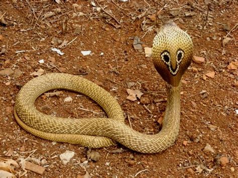 Calphotos Naja Naja Indian Spectacled Cobra