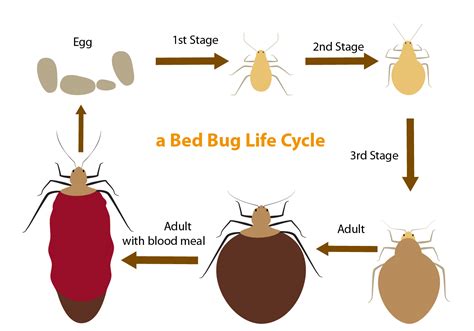 Bed Bug Life Cycle Learn About The Cycle Kom News