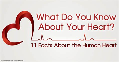 11 Fascinating Facts About The Human Heart Infographic