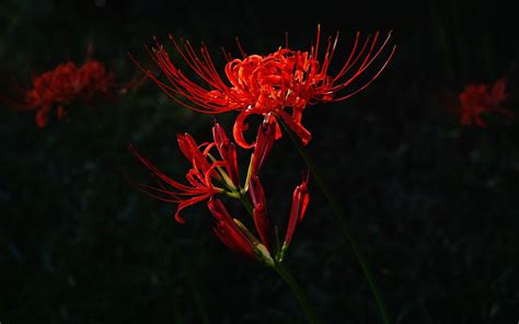 Aesthetic wallpapers only the best aesthetic wallpapers. Dark Flower Wallpaper (70+ images)
