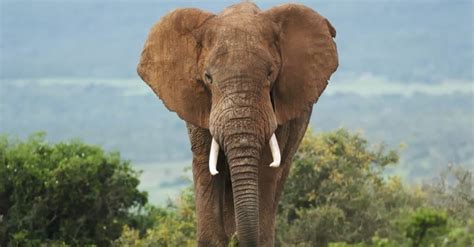 What Is The Worlds Largest Elephant Az Animals