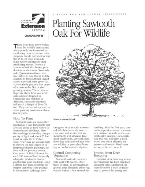 Planting Sawtooth Alabama Cooperative Extension System