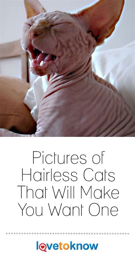 Little Known Facts About Hairless Cats Lovetoknow Pets Hairless Cat