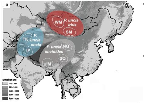 How Geography Created Three Subspecies Of Snow Leopard The Wire