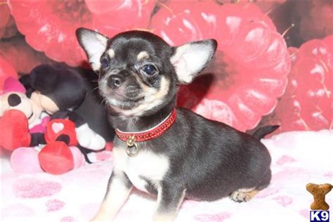 Xx Very Pretty Kc Reg Chihuahua Baby Girl Xx 45252