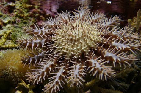 Crown Of Thorns Starfish Acanthaster Planci Zoochat