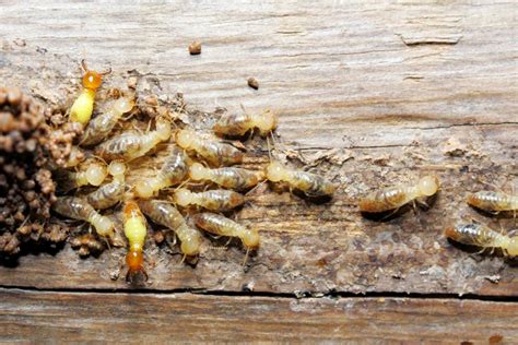 Termite Life Cycle A1 Exterminators