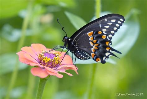 Black Swallowtail Butterfly Goodmorninggloucester
