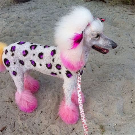 If I Had A Poodle Dog Grooming Styles Poodle Grooming Cat