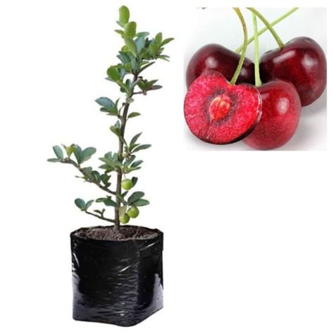 Jual ANY4R BIBIT POHON CHERRY RED SWEET PRUNUS CERASUS CERI PALING