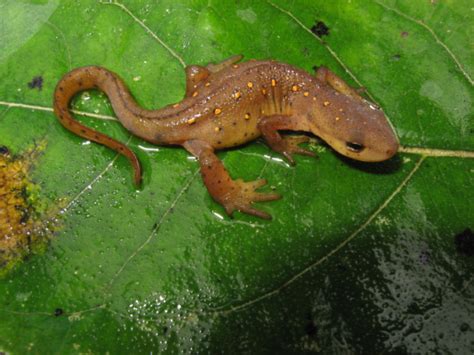 Central Newt Notophthalmus Viridescens Amphibians Reptiles Salamanders Thicket Newt Dream