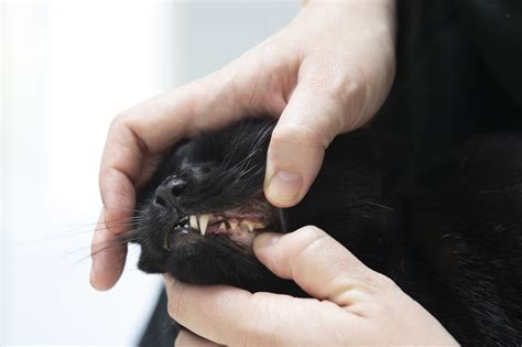 They definitely don't need them every year, and maybe not at all. 7 signs of dental disease in cats: Bad breath and more ...
