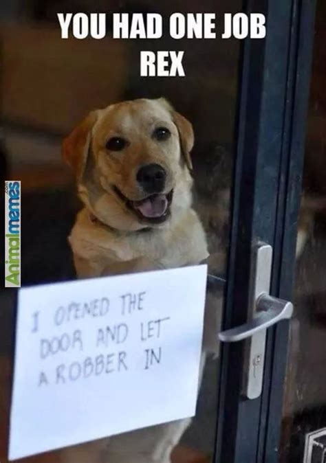 Great job meme great job quotes work quotes you rock quotes team quotes motivational memes inspirational quotes well meme rock meme. Dog memes - You had one job, Rex. | Dog shaming funny, Dog shaming photos