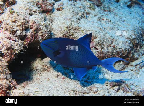 Red Toothed Triggerfish Odonus Niger Underwater In The Maldives Stock