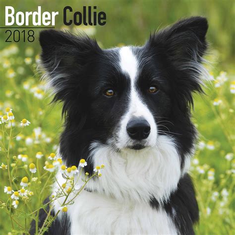 | meaning, pronunciation, translations and examples. Border Collie Calendar 2018 - Calendar Club UK