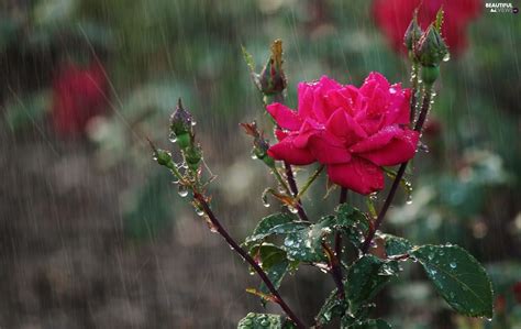 Red Roses In The Rain Rose Red Roses Rose Thorns