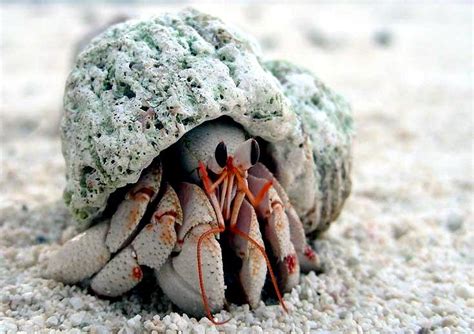 You will receive a set similar to pictures, hermit crab safe shells , these shells are not painted they are buff polished and carved. Hermit Crab - "OCEAN TREASURES" Memorial Library