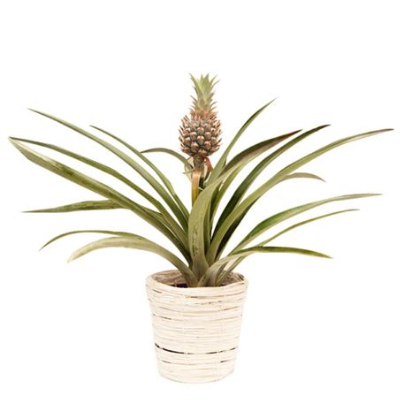 Pineapple Bromeliad In White Wicker Pot Living T 15cm 150mm