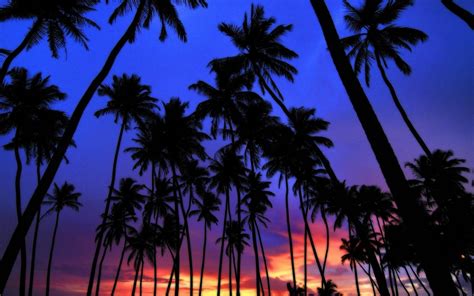 Miami Palm Tree Wallpapers Top Free Miami Palm Tree Backgrounds