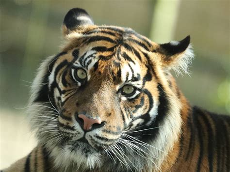 Tigres De Sumatra Zooparc De Beauval
