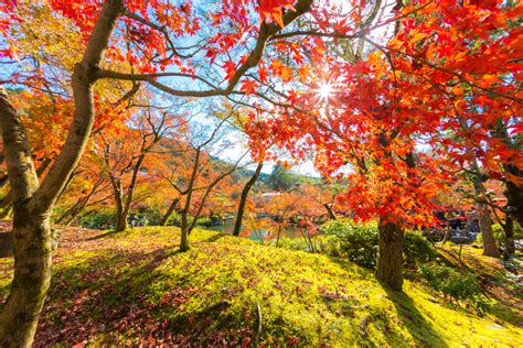 Oil painting landscape the warmth of autumn handmade materials: The Wonderful Colours of Autumn - World Walks