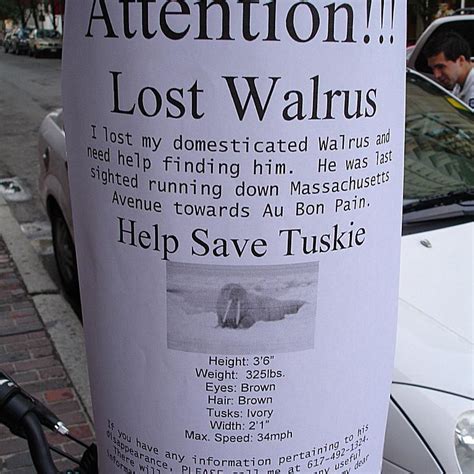 #brain #funny #happiness #poster #lost poster. 20 Funny Lost and Found Pet Posters