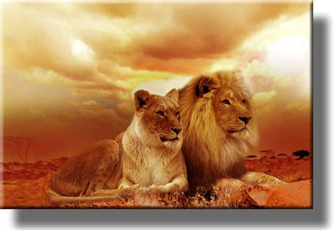 Amazon African Lion And Lioness Picture On Stretched Canvas Wall