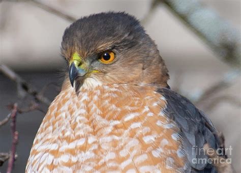An Adult Coopers Hawk Photograph By David Taylor Fine Art America
