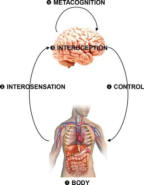 Pathophysiological and cognitive mechanisms of fatigue in ...