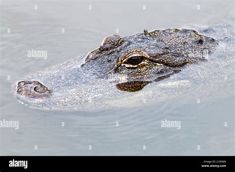 Alligator Eyes Above Water Hi Res Stock Photography And Images Alamy
