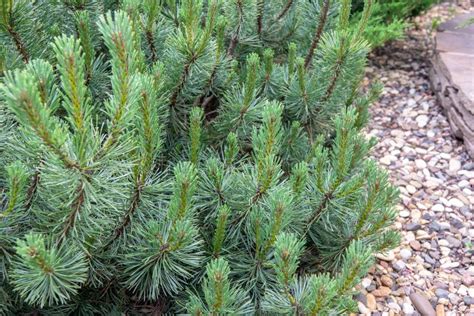 Picea Abies Little Gem Rare Dwarf Conifer Planted In Garden Stock